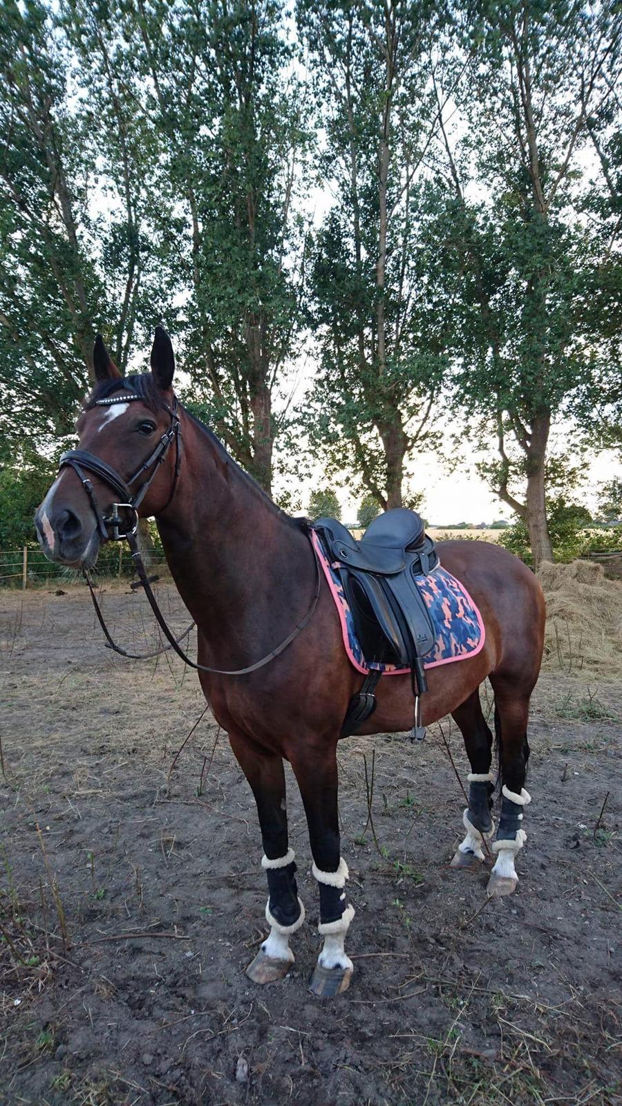 Hollandsk Varmblod Ayah (solgt) billede 1