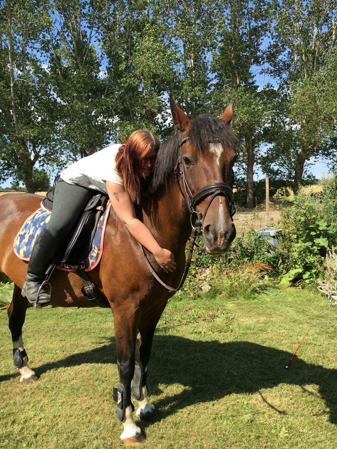 Hollandsk Varmblod Ayah (solgt) billede 2