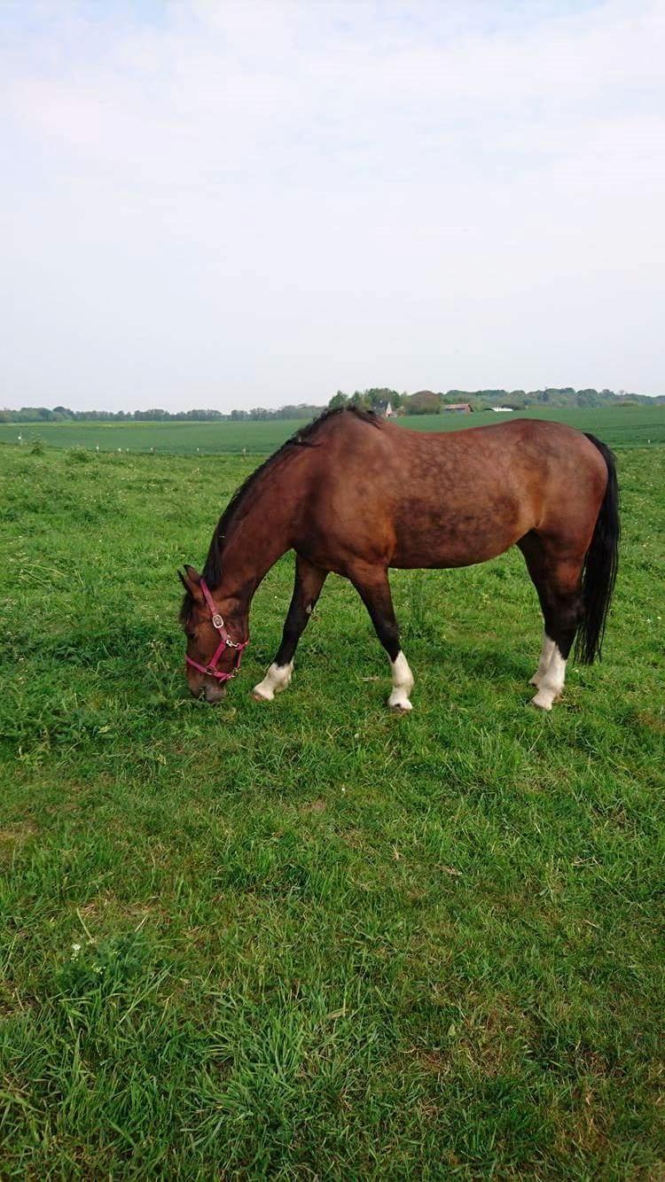 Hollandsk Varmblod Ayah (solgt) billede 3