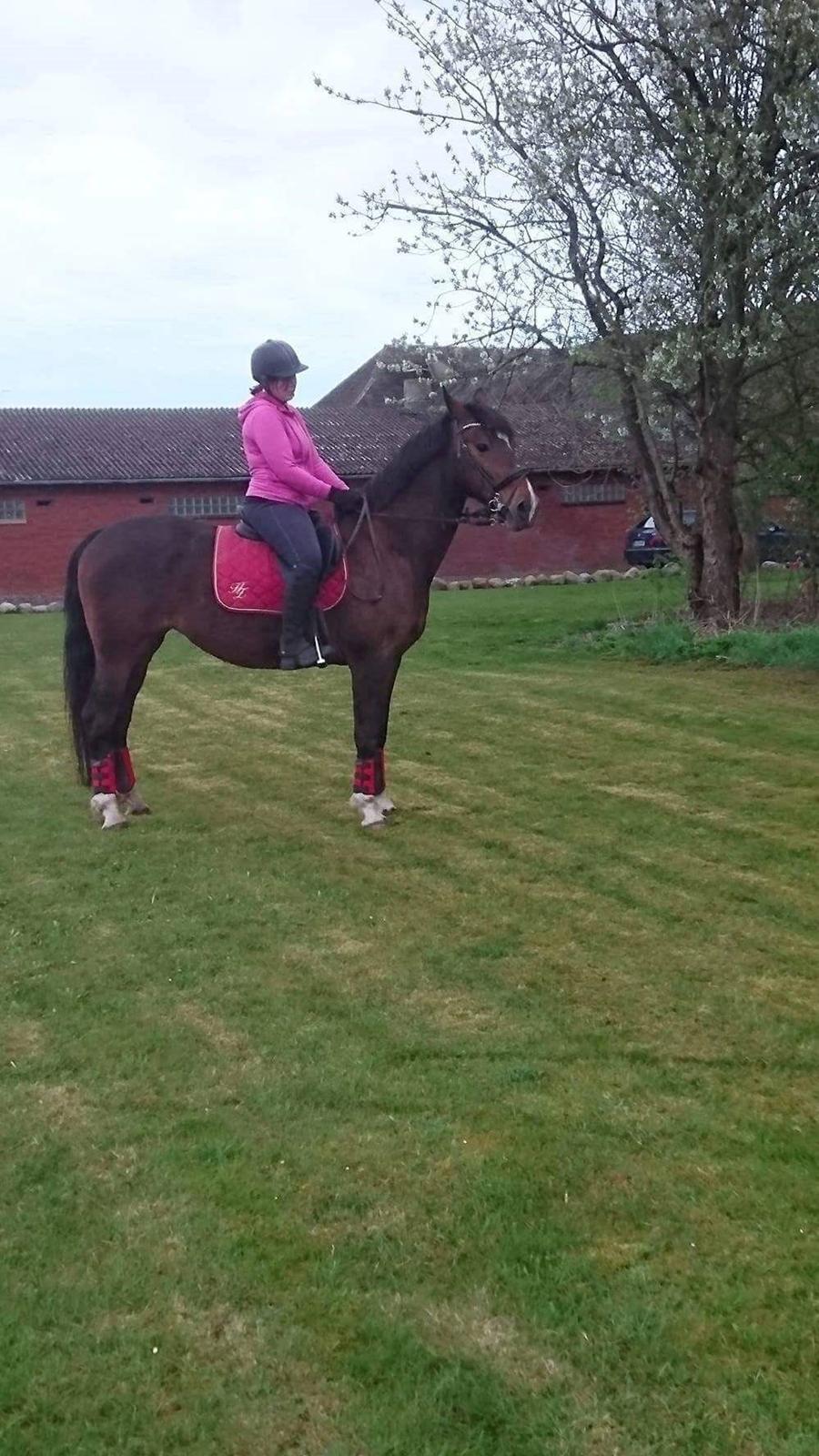 Hollandsk Varmblod Ayah (solgt) billede 4