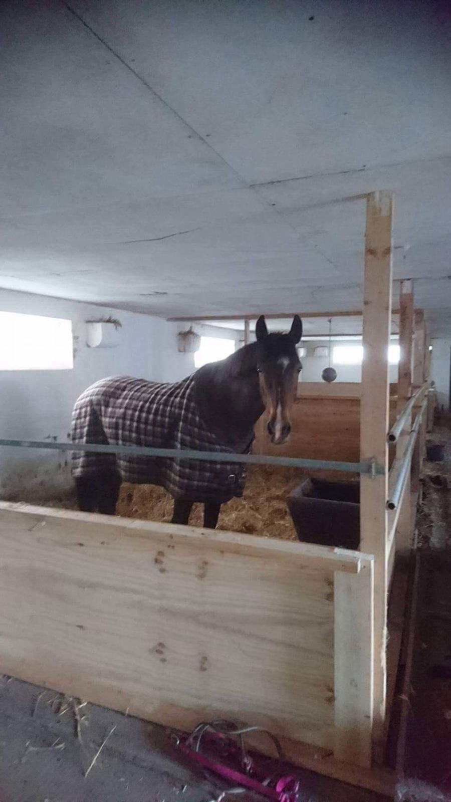 Hollandsk Varmblod Ayah (solgt) billede 5