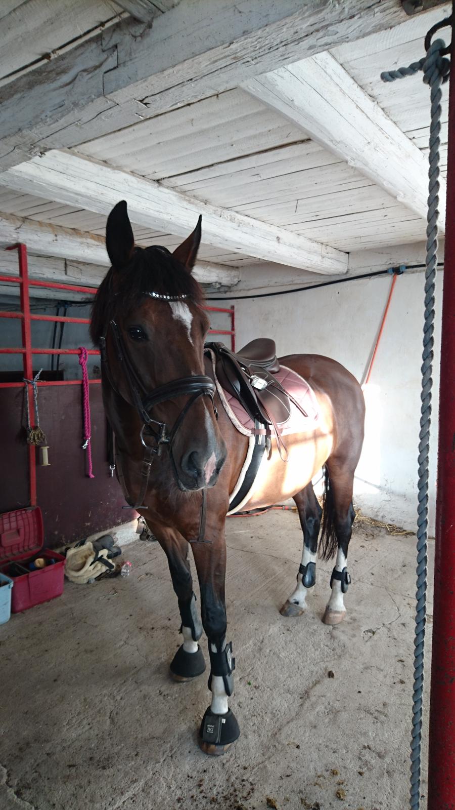 Hollandsk Varmblod Ayah (solgt) billede 6