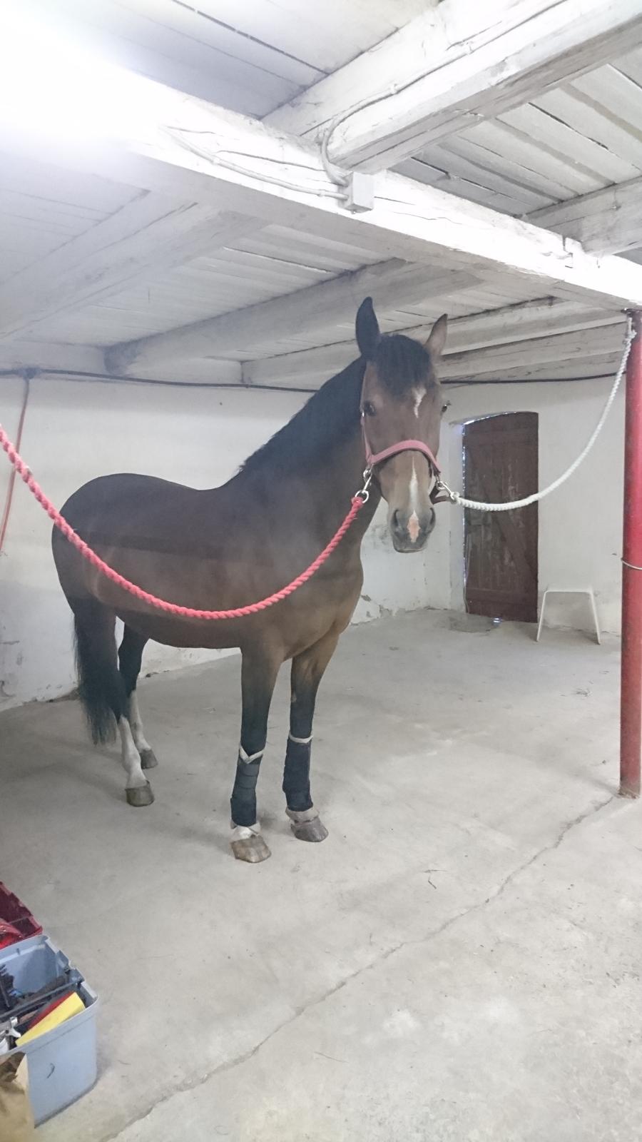 Hollandsk Varmblod Ayah (solgt) billede 7