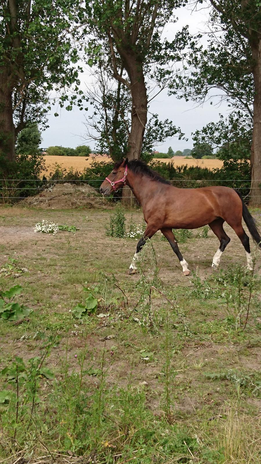 Hollandsk Varmblod Ayah (solgt) billede 8