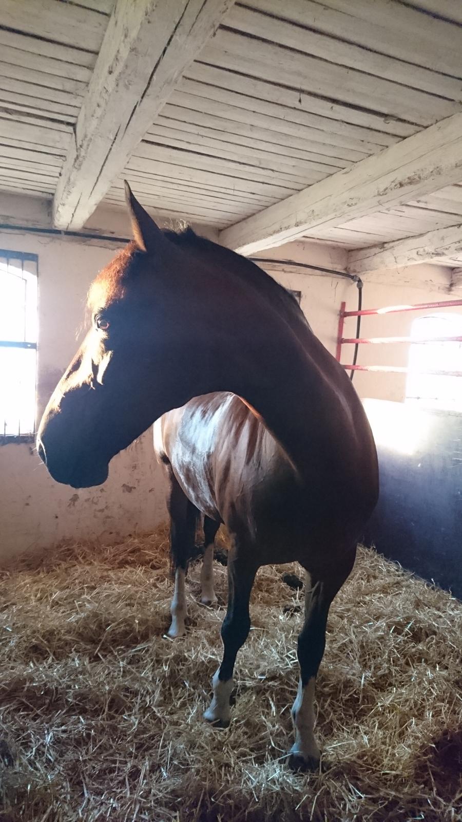 Hollandsk Varmblod Ayah (solgt) billede 9