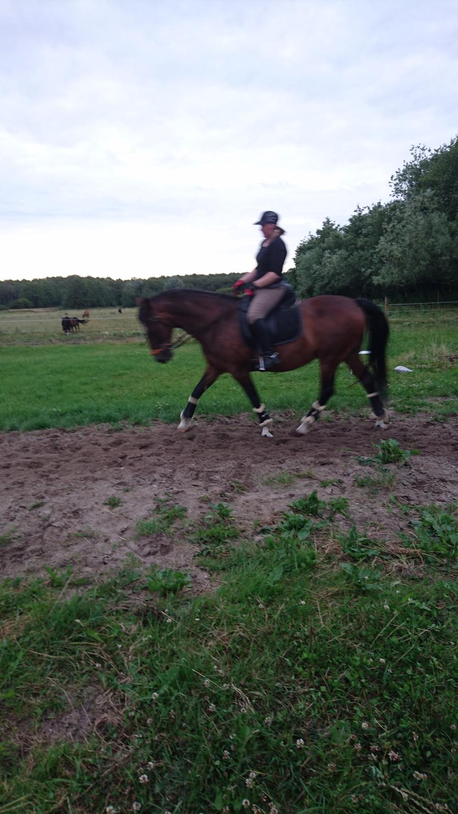 Hollandsk Varmblod Ayah (solgt) billede 10