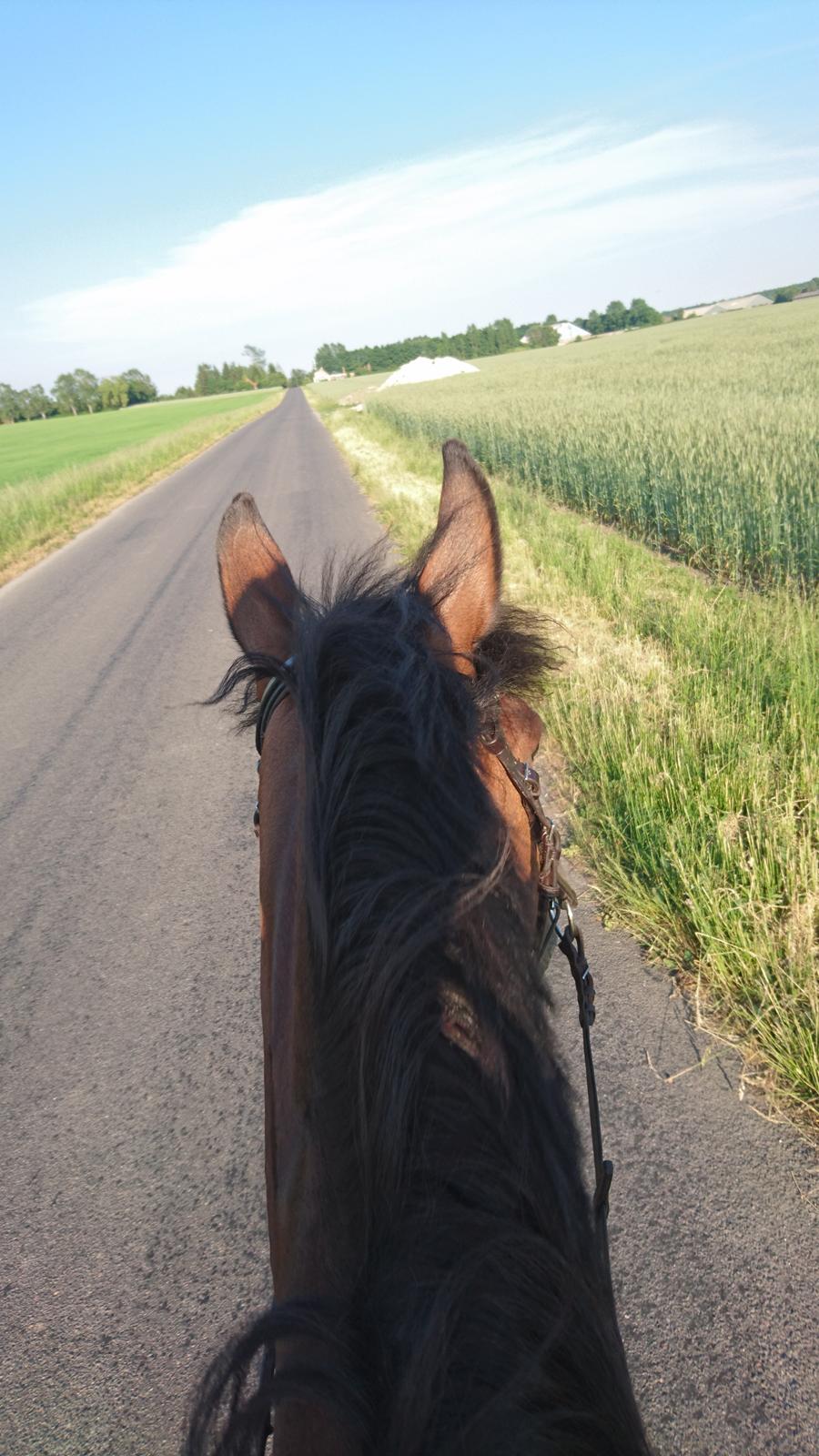 Hollandsk Varmblod Ayah (solgt) billede 11