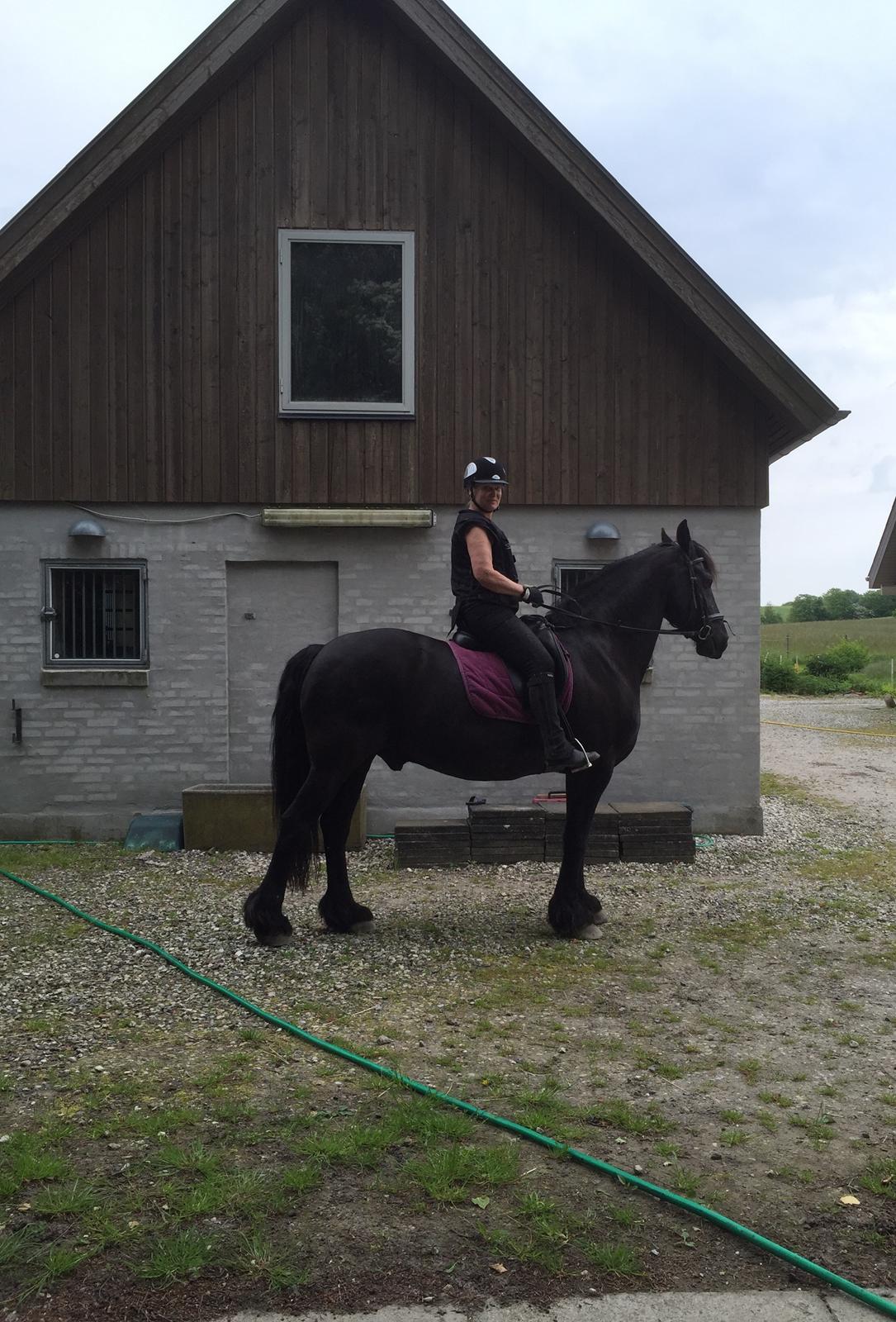 Frieser Loke af Friesergaarden billede 14