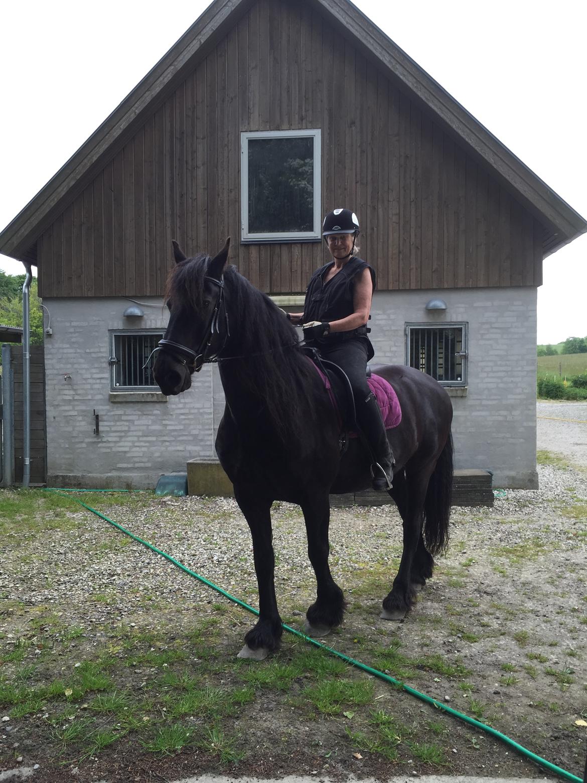 Frieser Loke af Friesergaarden - Loke 2015 billede 13