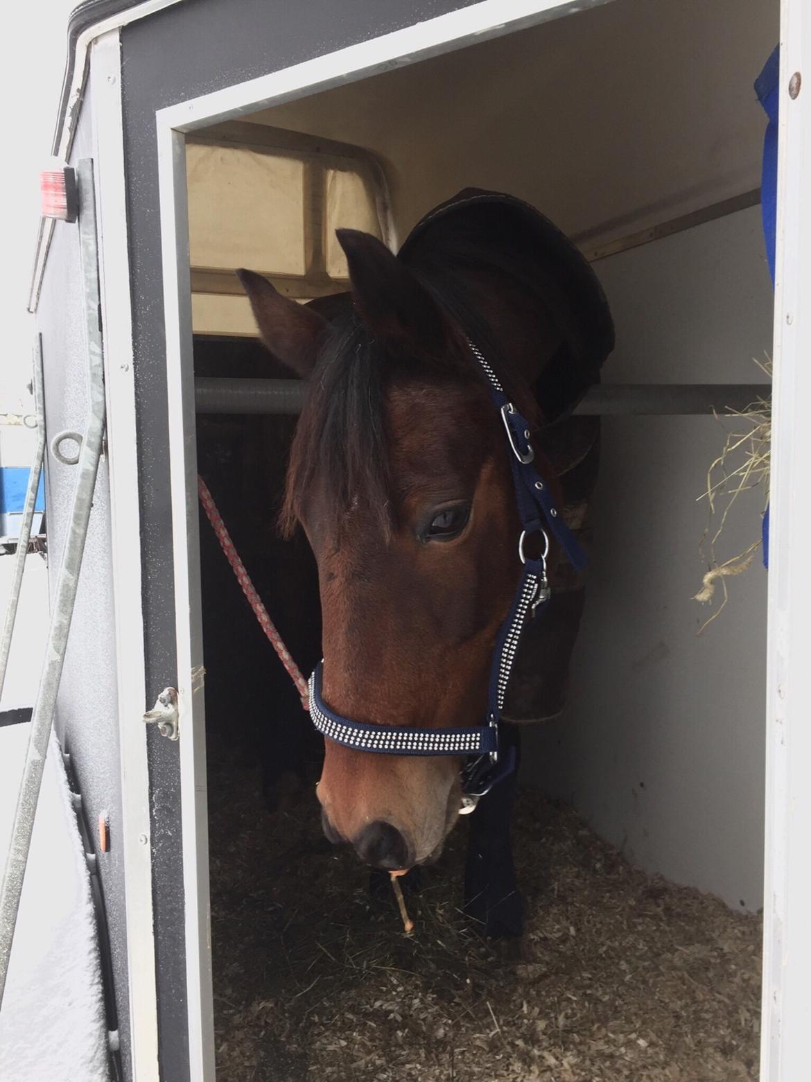 Anden særlig race Dücell billede 19