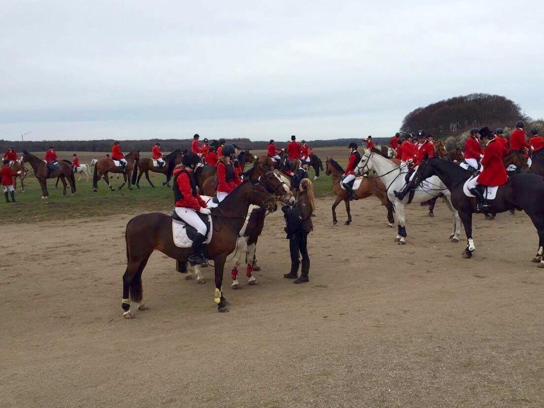 Anden særlig race Dücell billede 14