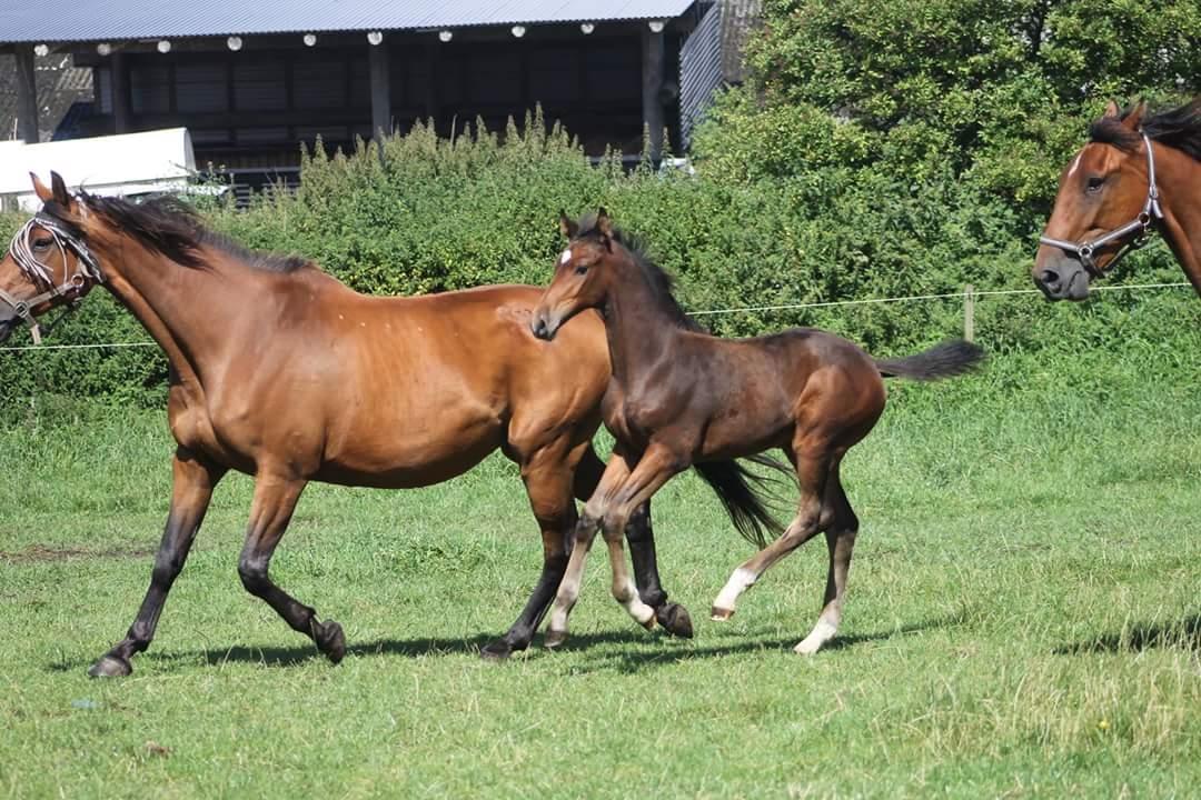 Dansk Varmblod Grangårdens Limbo Zweet - Limbo Sweet knap 2 måneder billede 14