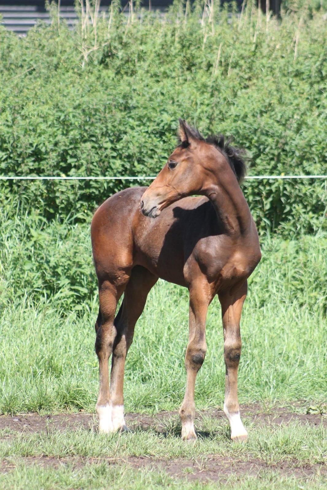 Dansk Varmblod Grangårdens Limbo Zweet billede 15