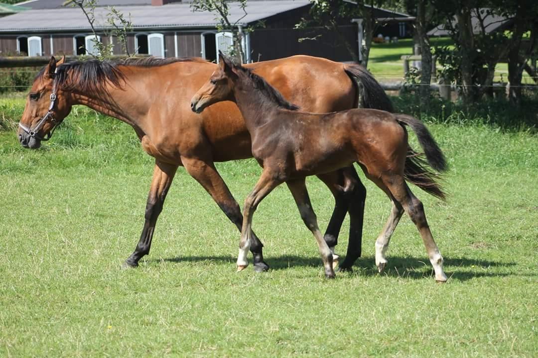 Dansk Varmblod Grangårdens Limbo Zweet billede 16