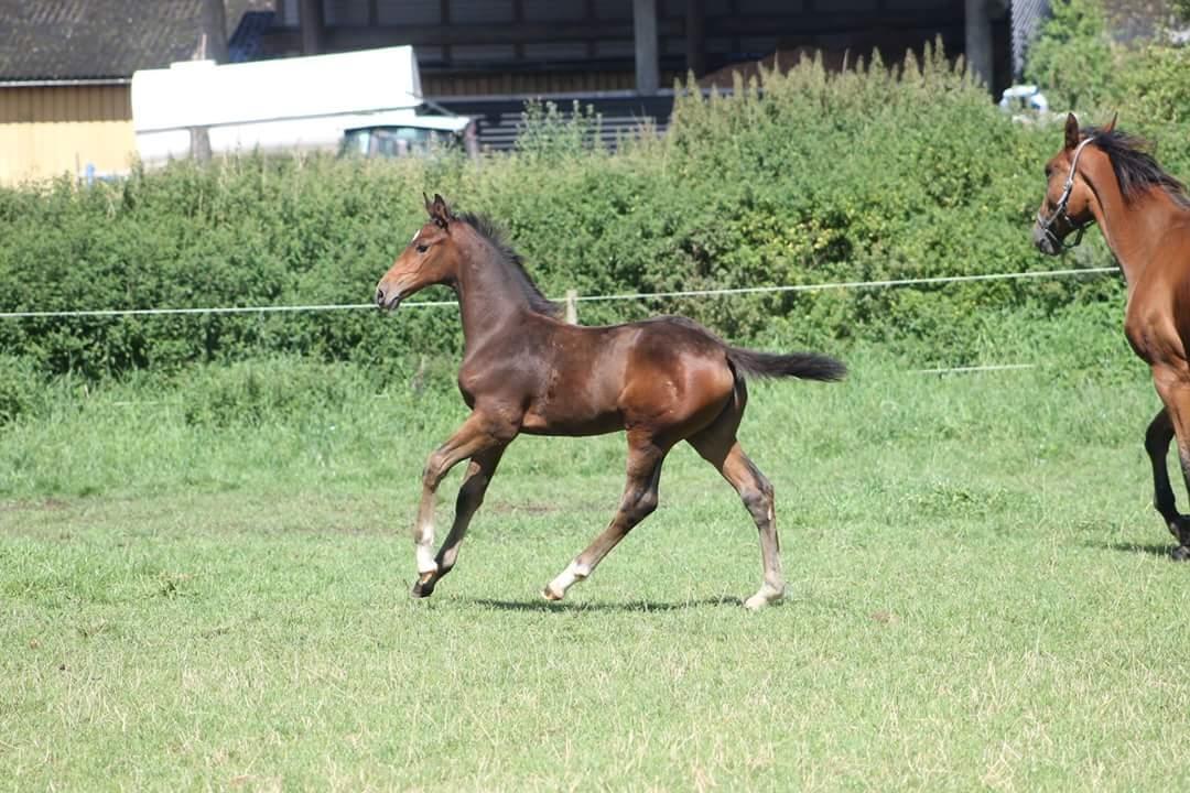 Dansk Varmblod Grangårdens Limbo Zweet billede 17