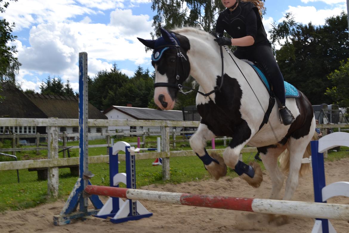 Tinker Sir Archibald af Østerbygaard - Ridelejr uge 31 2016, ved Ridecare billede 4