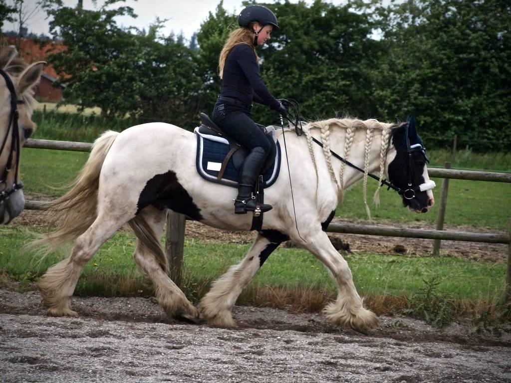 Tinker Sir Archibald af Østerbygaard - Ridelejr hos S.O.R.K, 2016 billede 20