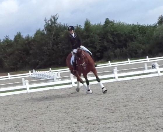 Dansk Varmblod Nygårds Brown Sugar *Himmelhest* - 6. august 2016 - Vores LB1 debut - 59,5% billede 4