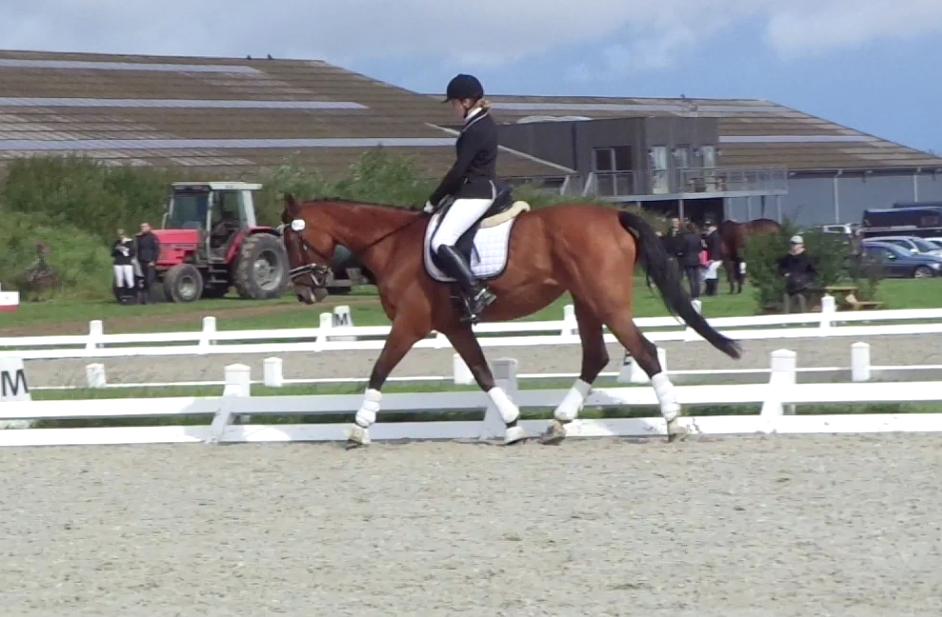 Dansk Varmblod Nygårds Brown Sugar *Himmelhest* - 6. august 2016 - LB1 debut  59,5% billede 11