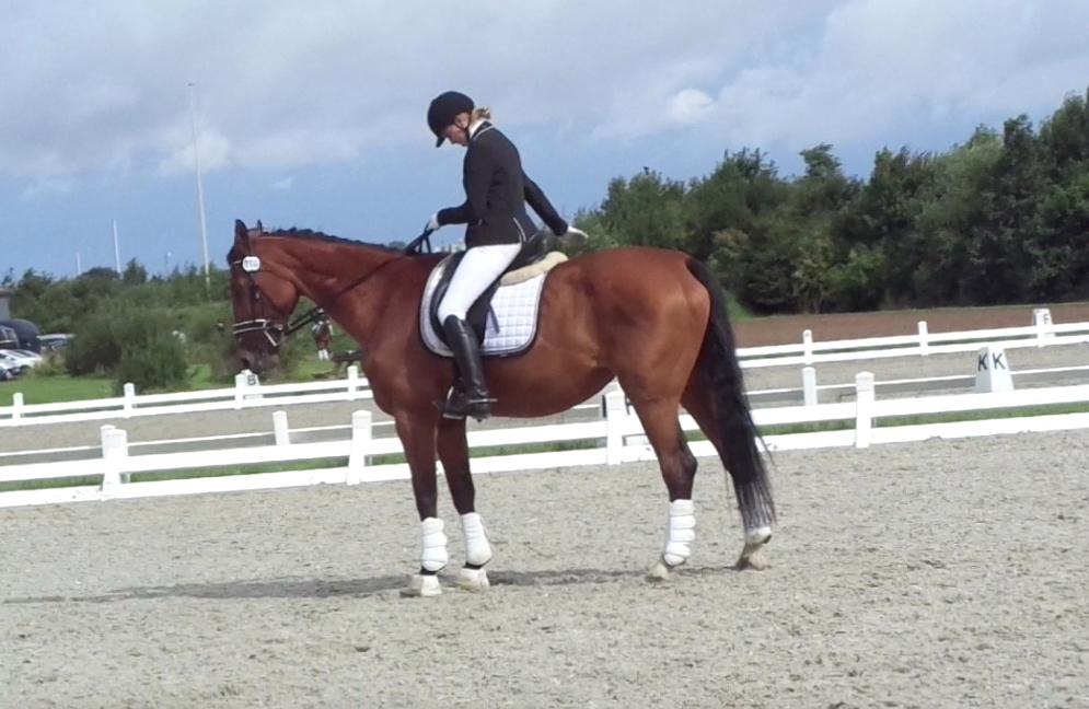 Dansk Varmblod Nygårds Brown Sugar *Himmelhest* - 6 august 2016 - Hilsen i vores LB1 debut i Hedensted billede 1