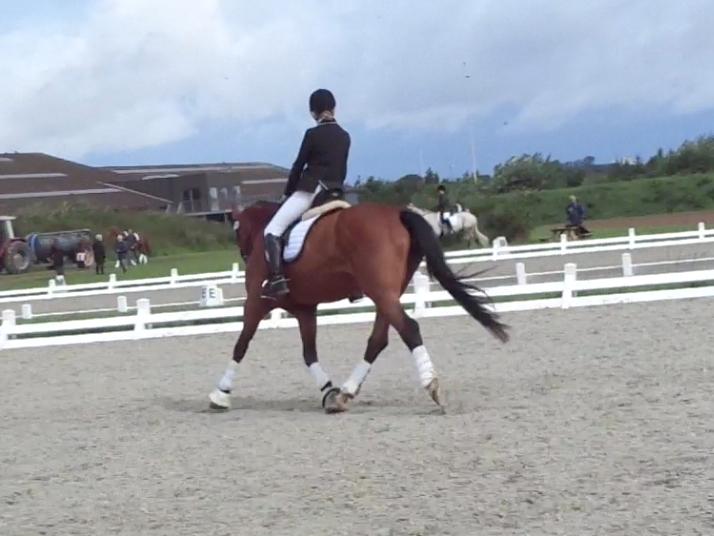 Dansk Varmblod Nygårds Brown Sugar *Himmelhest* - 6. august 2016 - LB1 debut - 59,5% billede 7