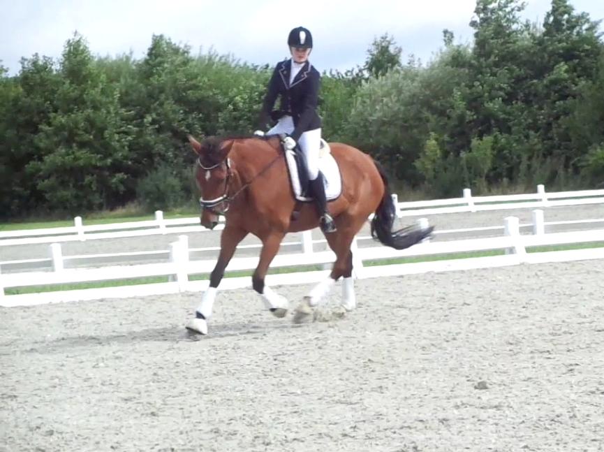 Dansk Varmblod Nygårds Brown Sugar *Himmelhest* - 6. august 2016 - LB1 debut - 59,5% billede 15