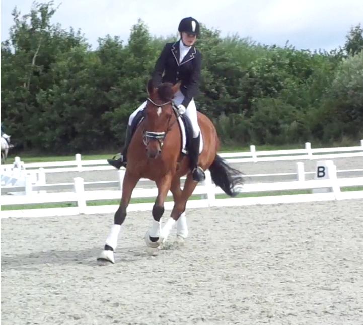 Dansk Varmblod Nygårds Brown Sugar *Himmelhest* - 6. august 2016 - LB1 debut - 59,5% billede 20