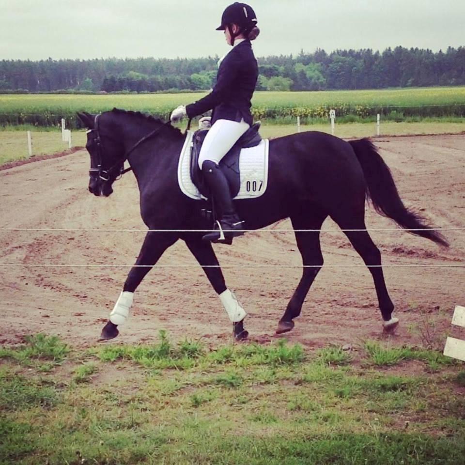 New Forest Remontes Sweet Swing (solgt) billede 16