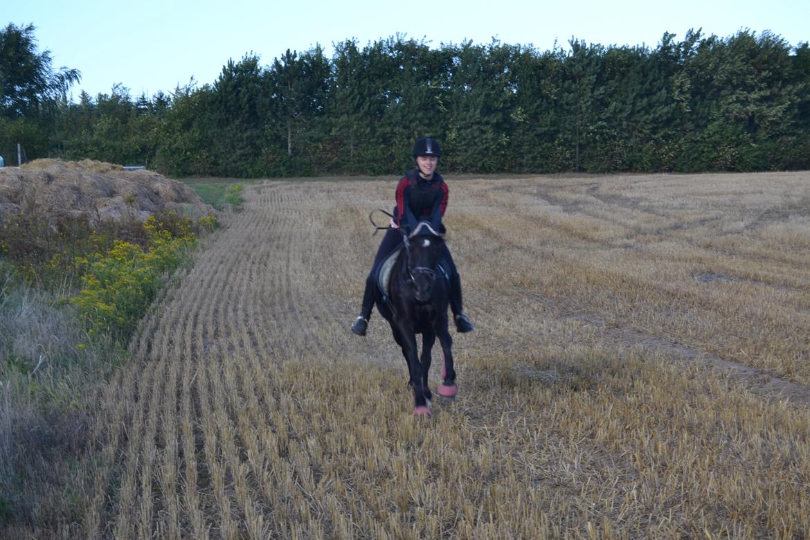 New Forest Remontes Sweet Swing (solgt) billede 19