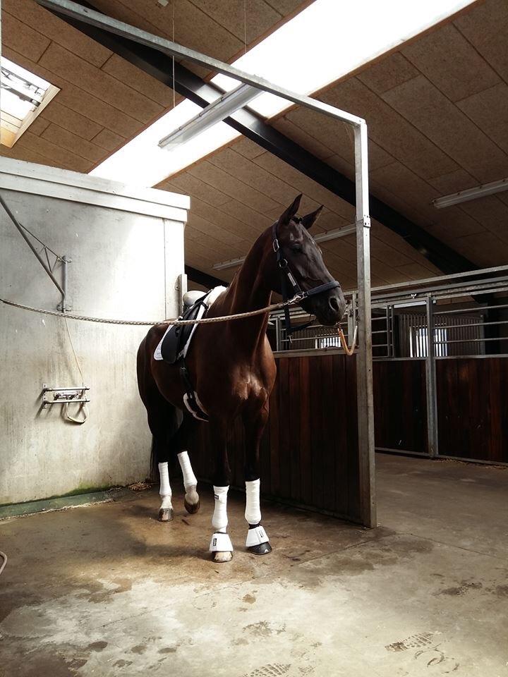 Dansk Varmblod Stenkærgårds Attention (B-hest) billede 13