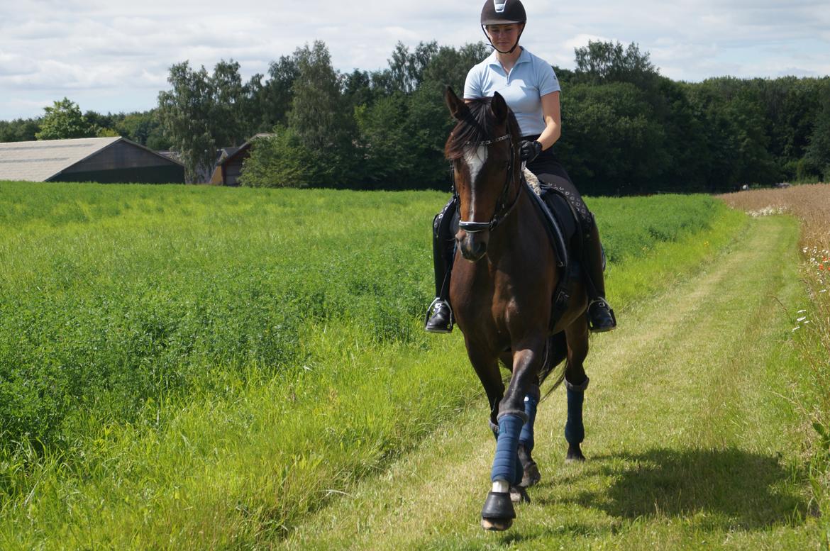 Dansk Varmblod Hellmers Cutie billede 11