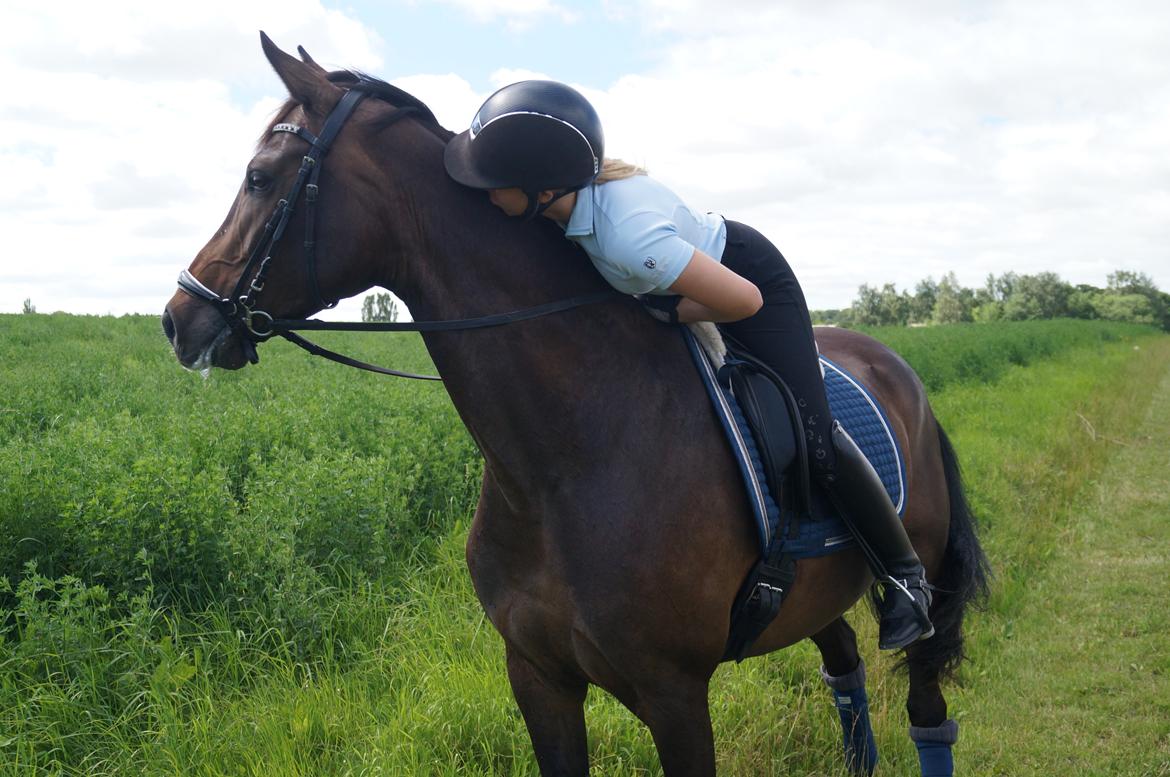 Dansk Varmblod Hellmers Cutie billede 14