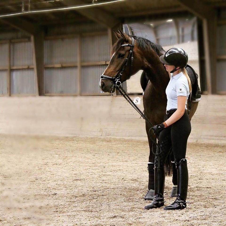 Dansk Varmblod Hellmers Cutie billede 15