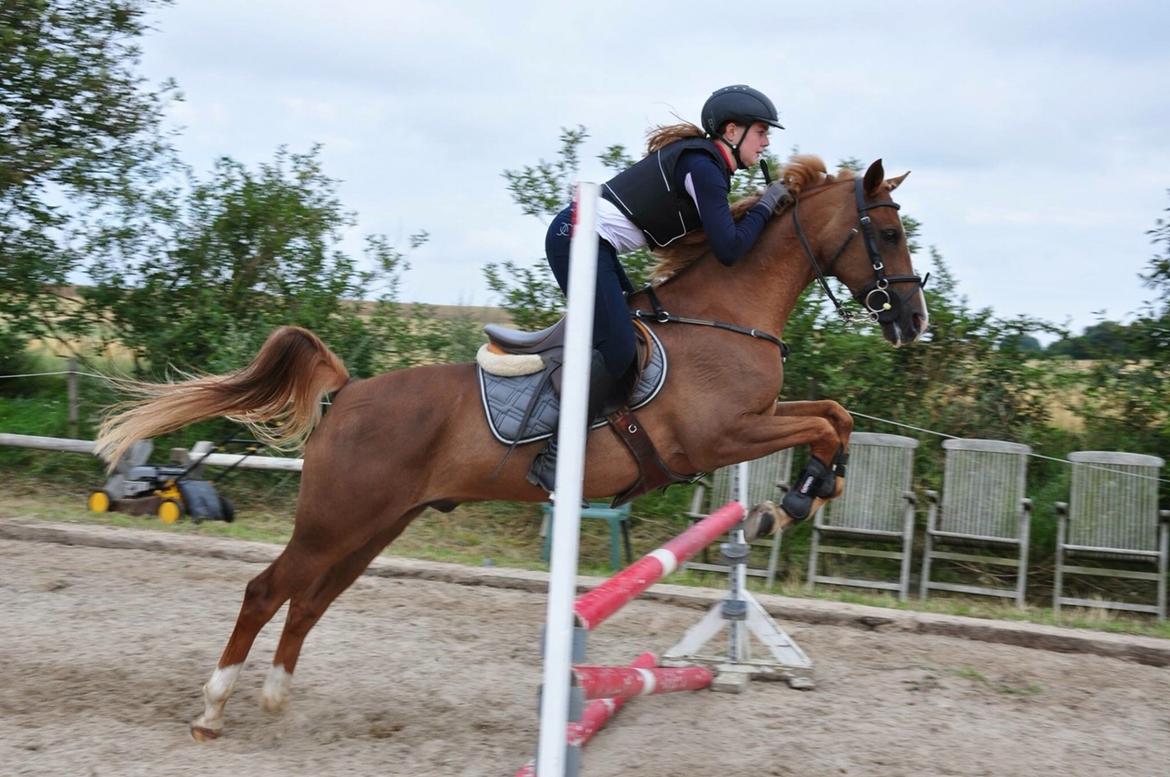 Tysk Sportspony Valentino billede 4