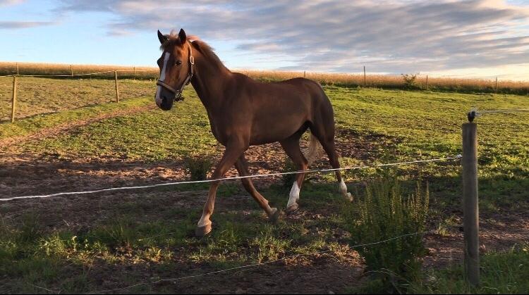 Tysk Sportspony Valentino billede 6