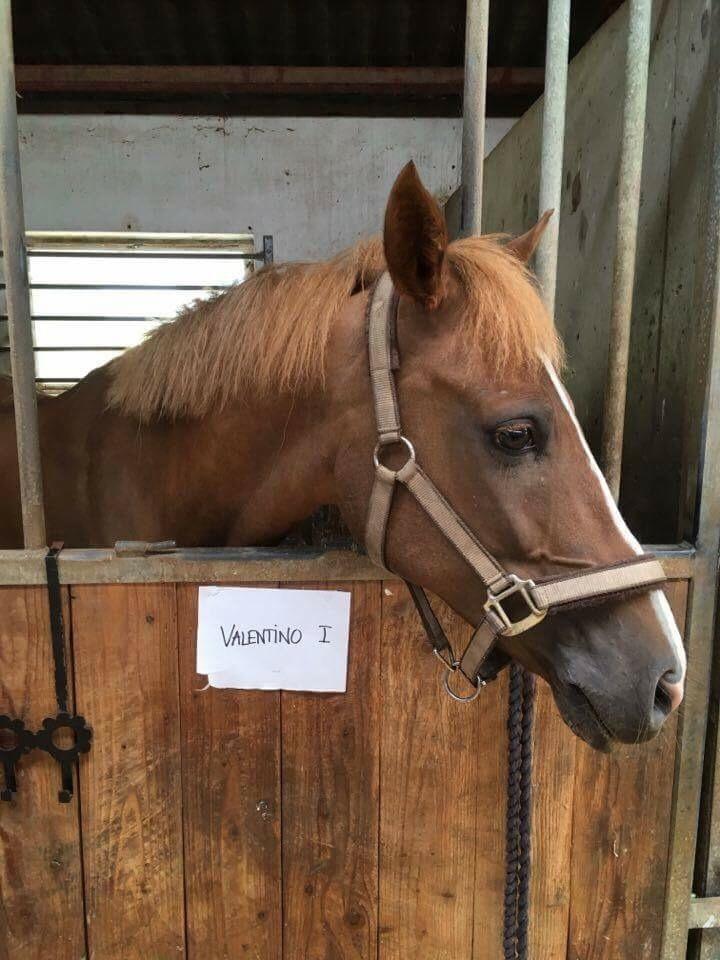 Tysk Sportspony Valentino billede 7