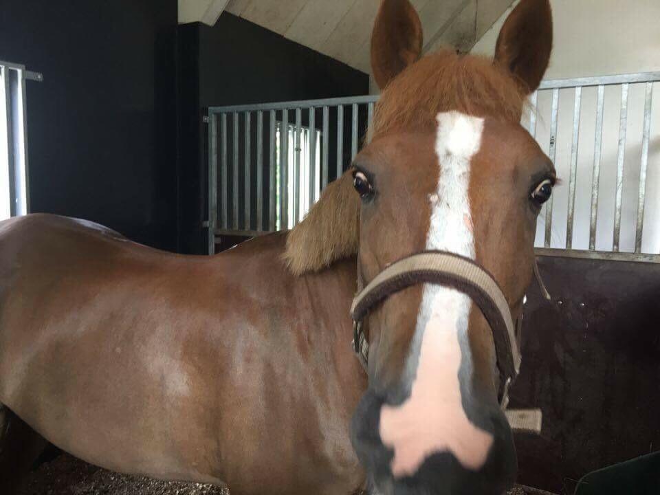 Tysk Sportspony Valentino billede 9