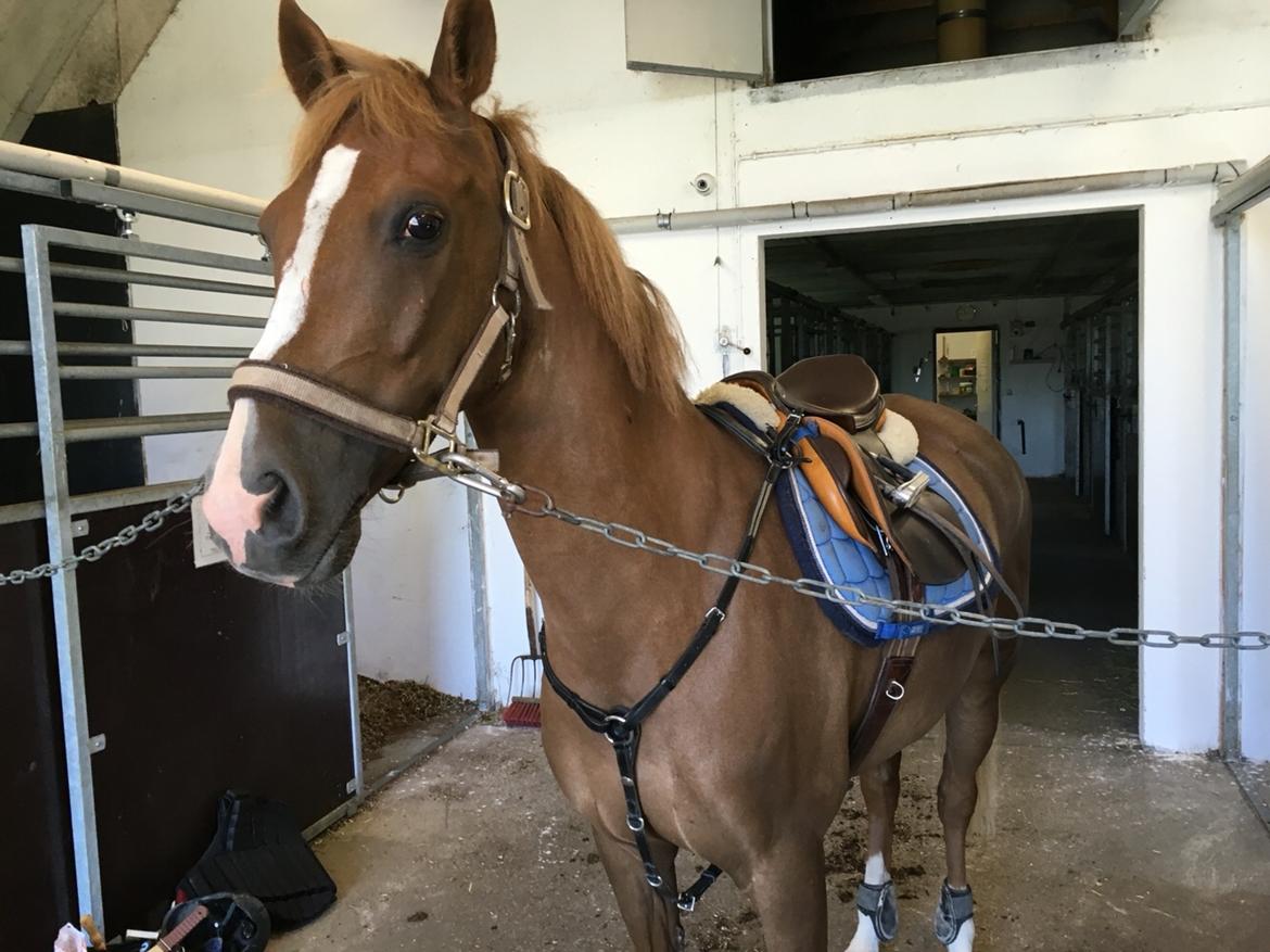 Tysk Sportspony Valentino billede 3