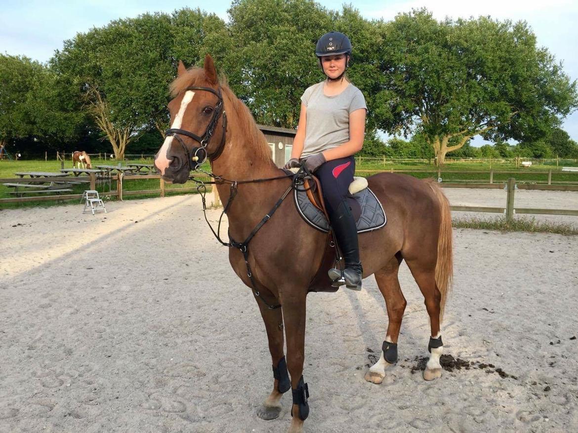 Tysk Sportspony Valentino billede 2