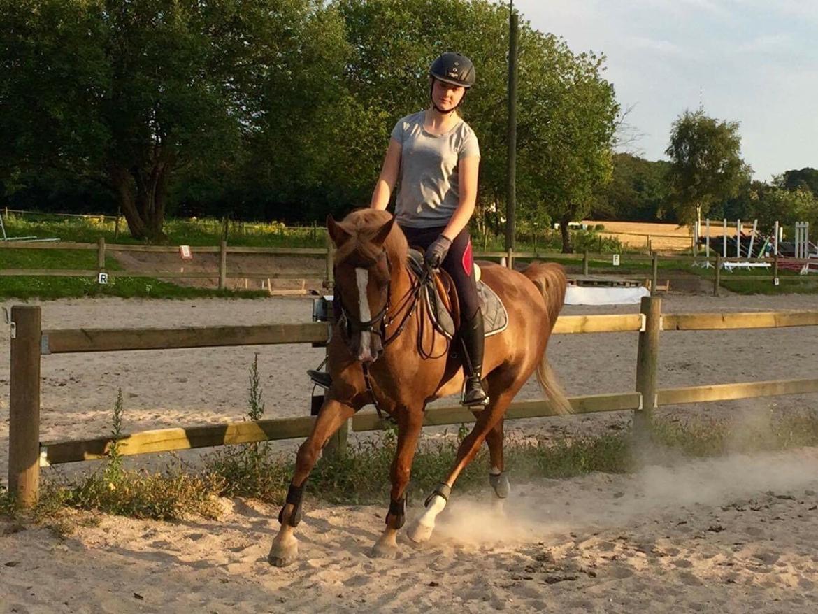 Tysk Sportspony Valentino billede 8