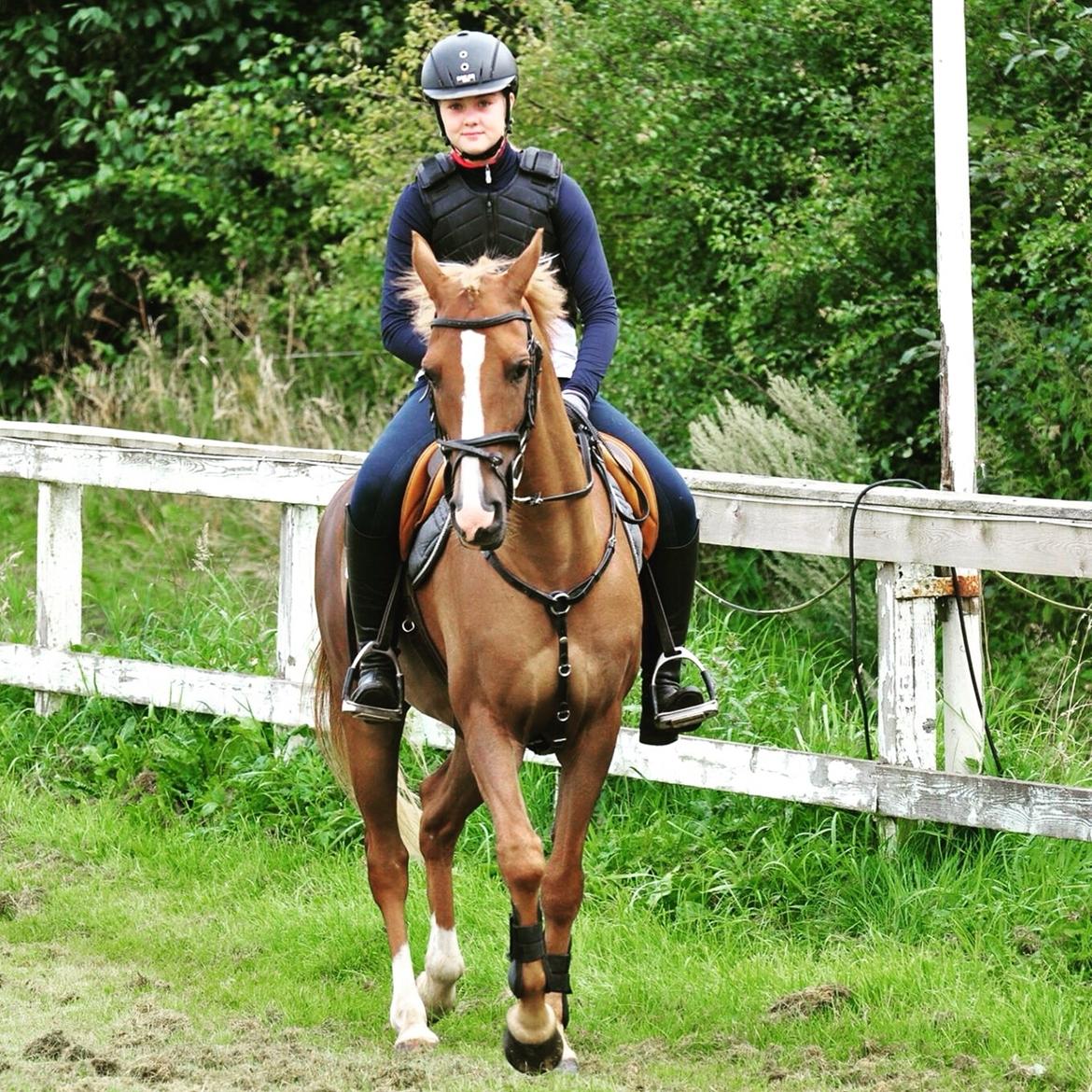 Tysk Sportspony Valentino billede 1