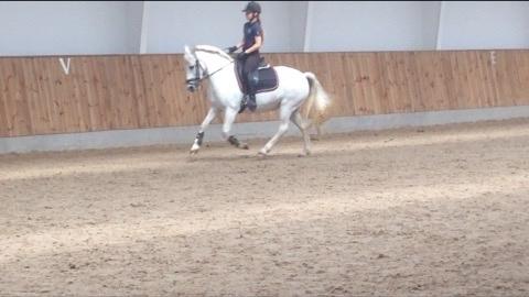 Anden særlig race Torpegaards Maddy billede 13