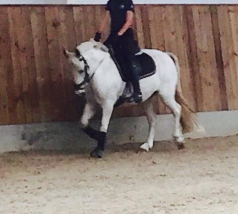 Anden særlig race Torpegaards Maddy billede 15