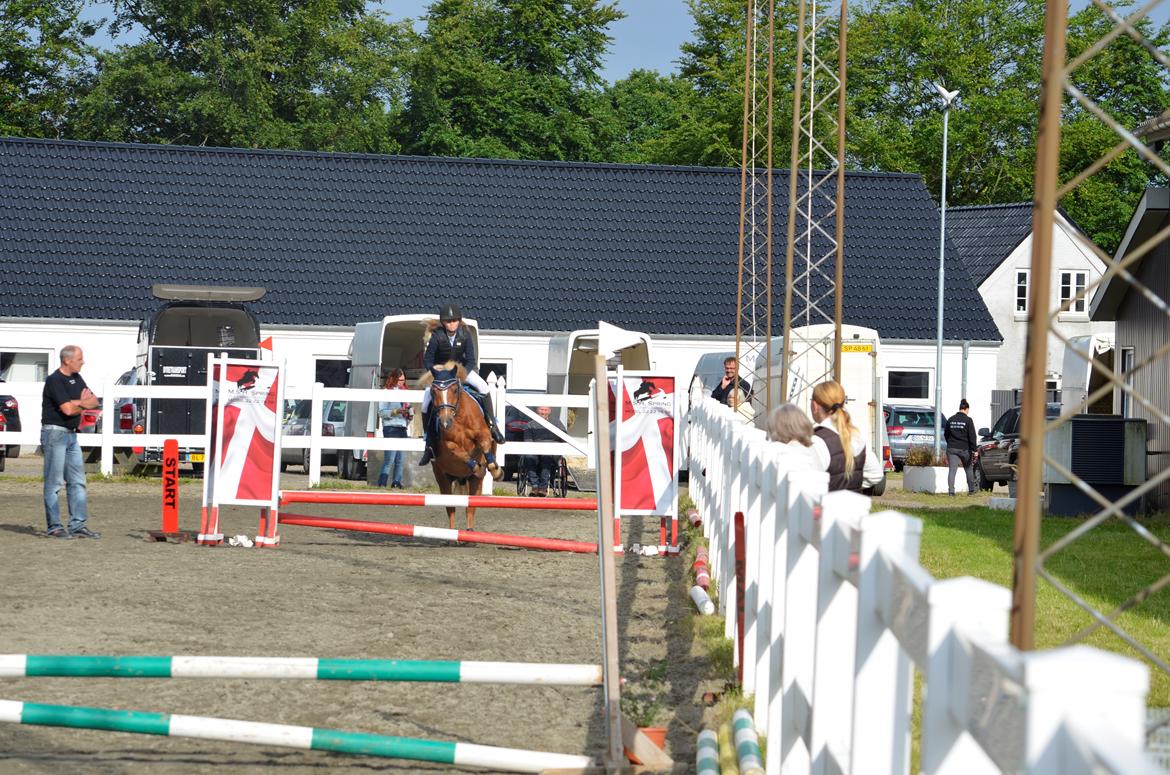 Anden særlig race Tasano - VRIK springstævne 07/08-2016 50 cm billede 1