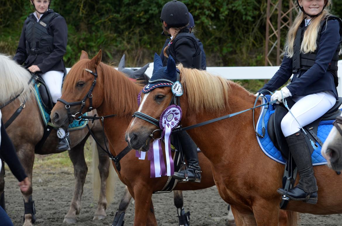 Anden særlig race Tasano - VRIK springstævne 07/08-2016 billede 2