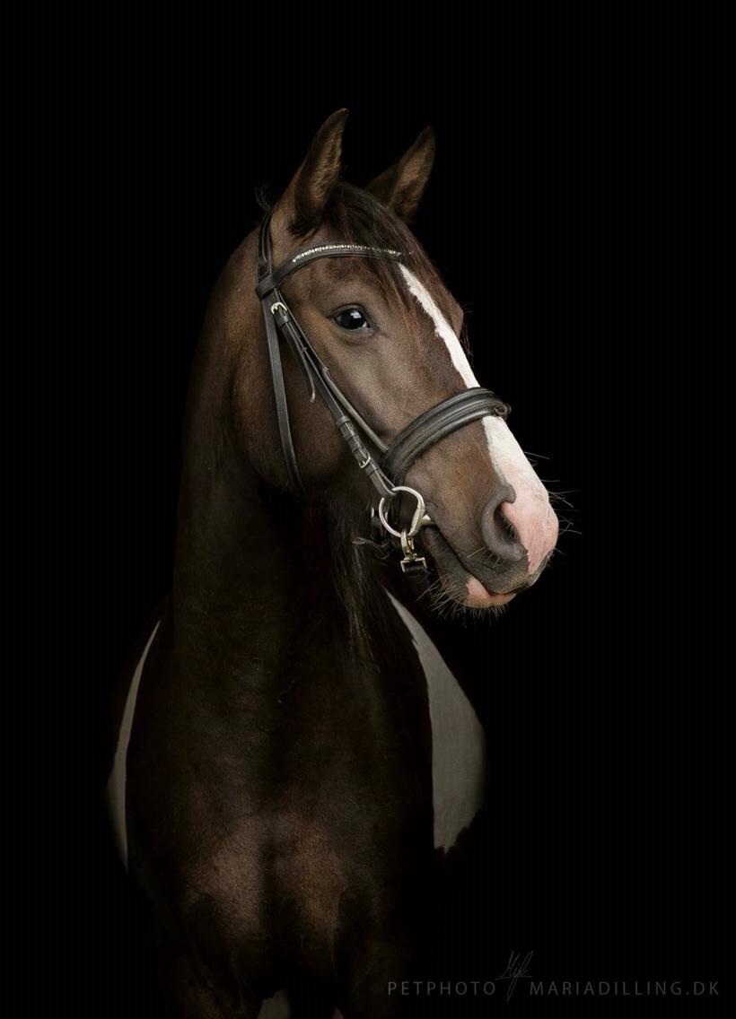 Anden særlig race Jokke billede 17