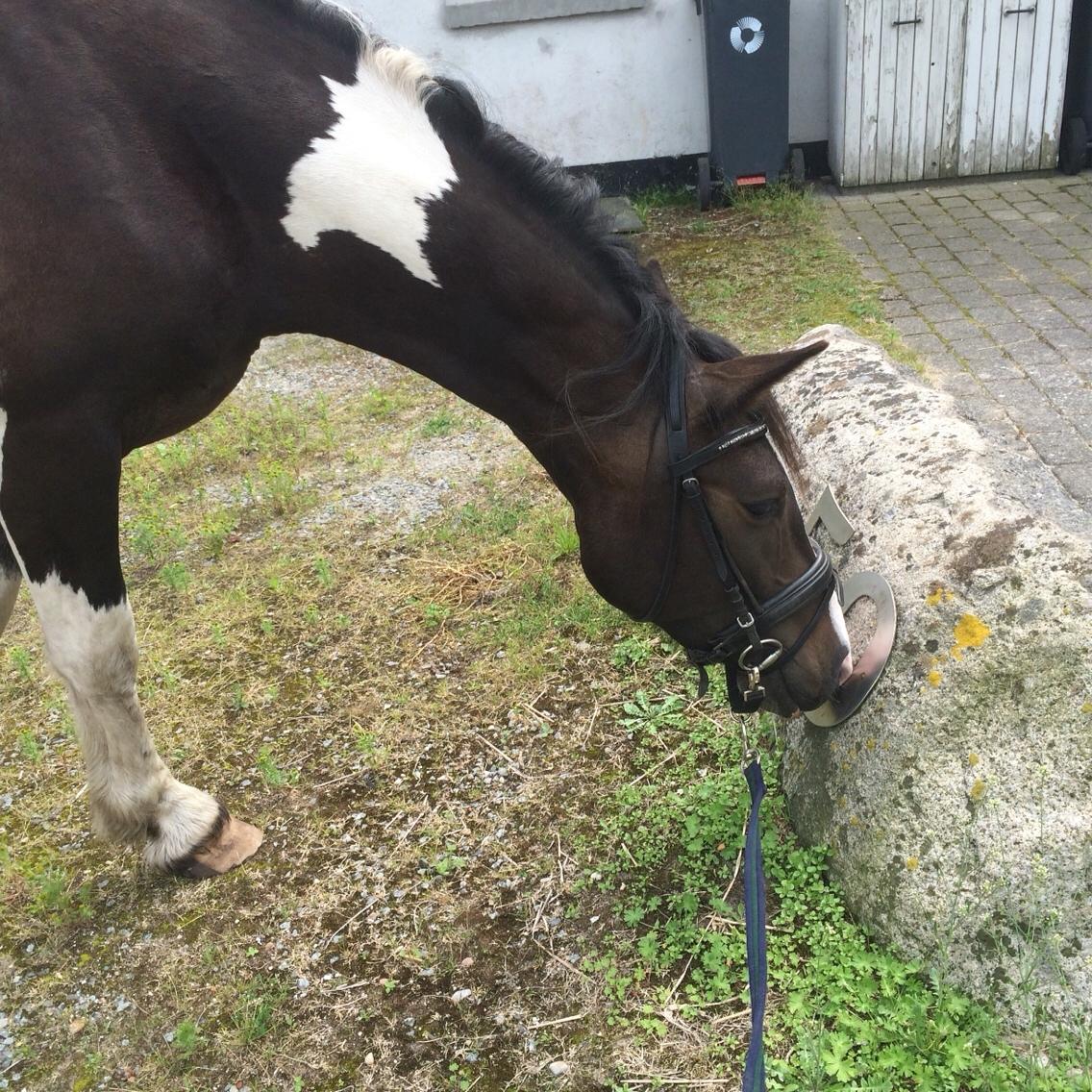 Anden særlig race Jokke billede 18