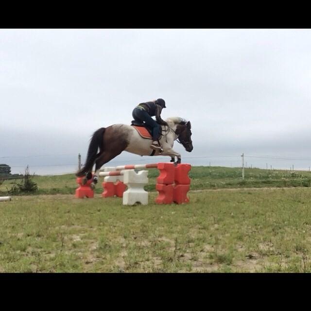 Islænder Aslan - 85 cm træning hjemme billede 8