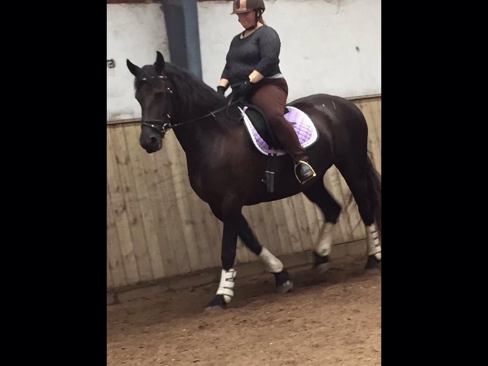 Barockpferd Zafir af Kashede billede 9