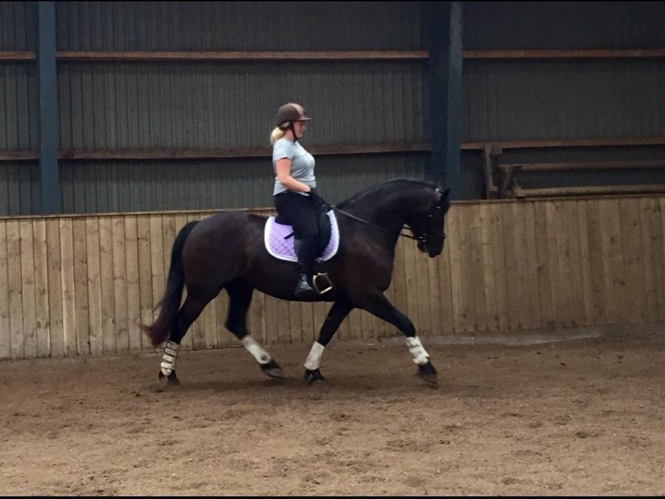 Barockpferd Zafir af Kashede billede 7